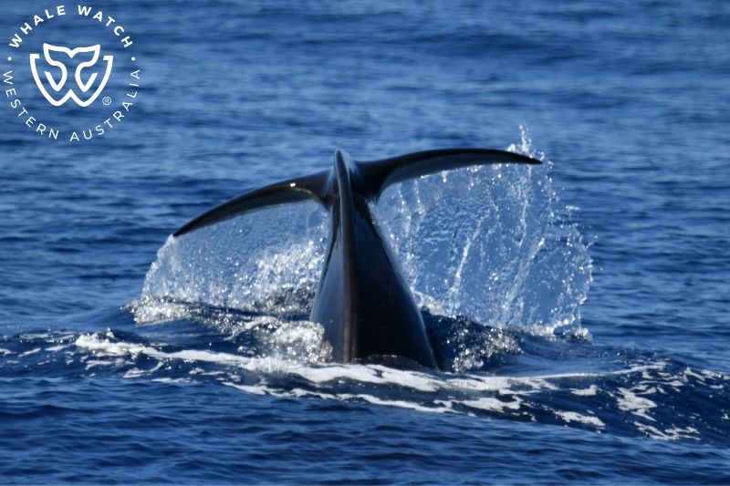 Whale Watch Western Australia