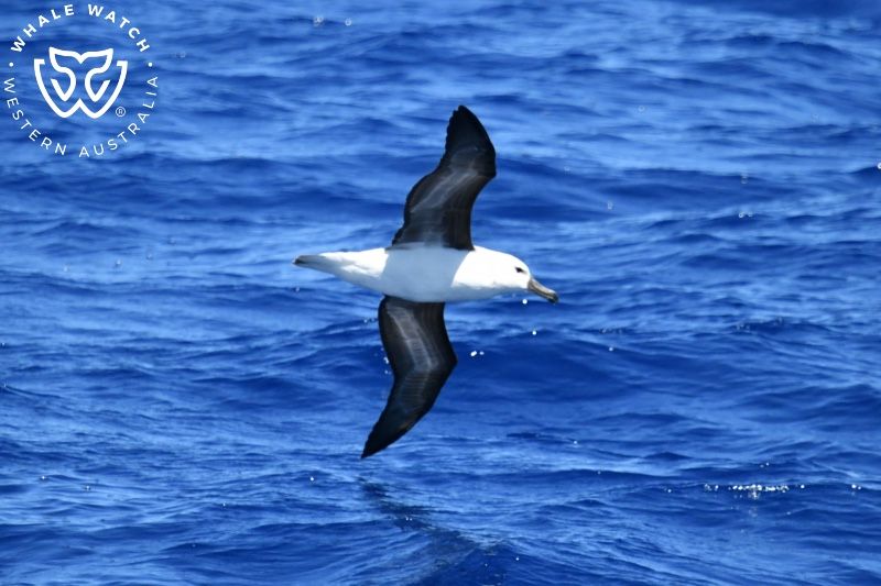 Whale Watch Western Australia