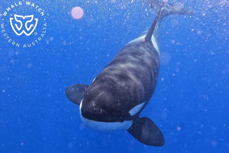 Whale Watch Western Australia