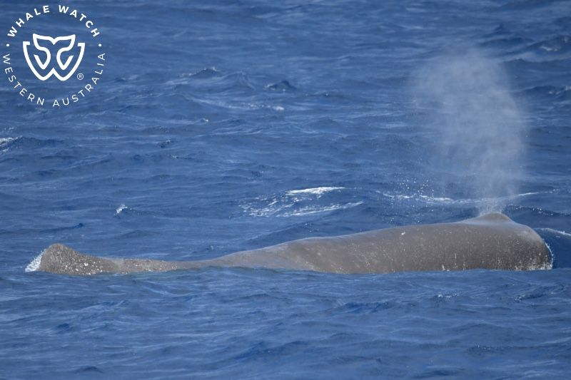 Whale Watch Western Australia