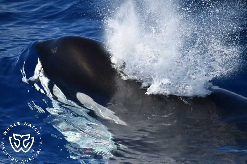 Whale Watch Western Australia