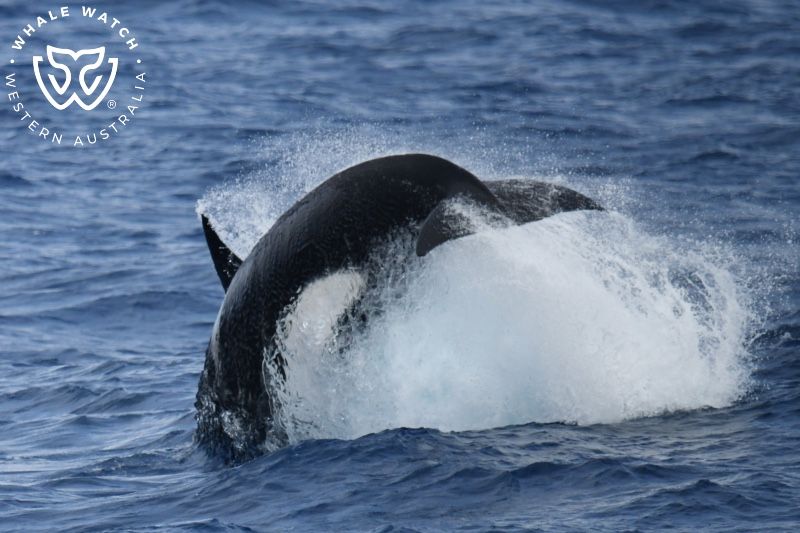 Whale Watch Western Australia