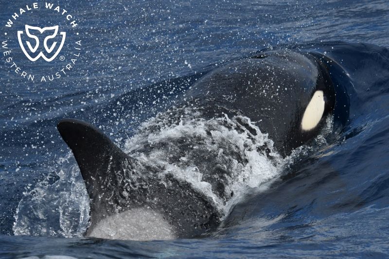 Whale Watch Western Australia