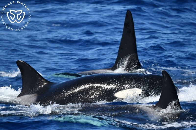 Whale Watch Western Australia