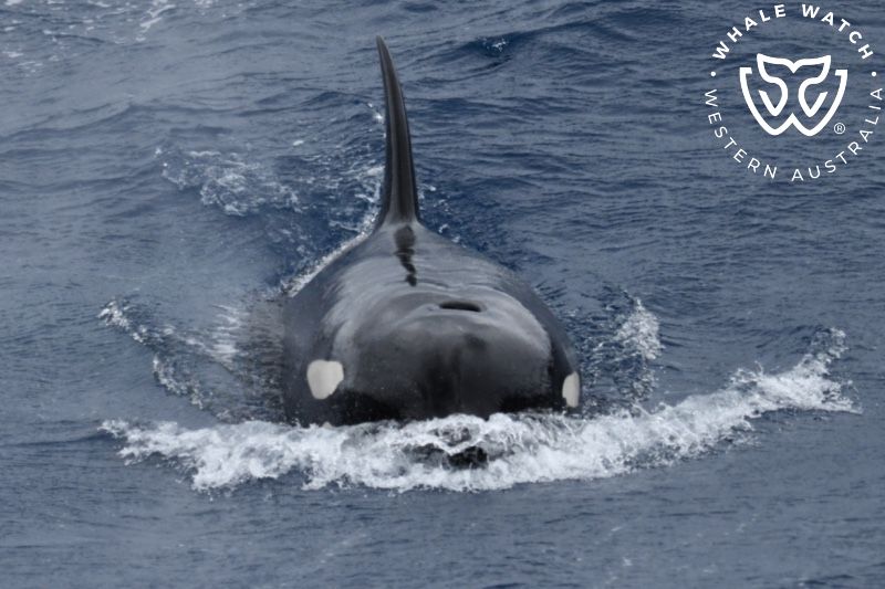 Whale Watch Western Australia