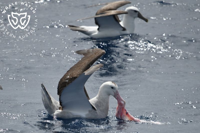 Whale Watch Western Australia