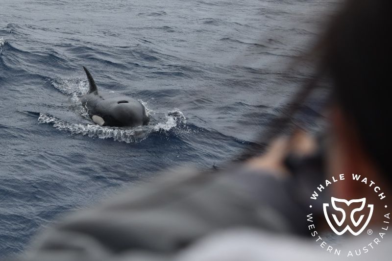 Whale Watch Western Australia