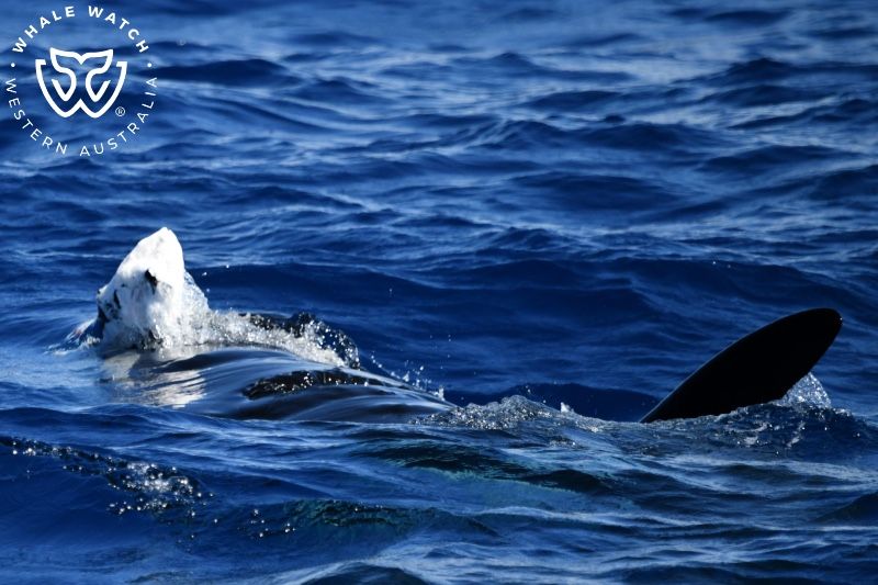 Whale Watch Western Australia