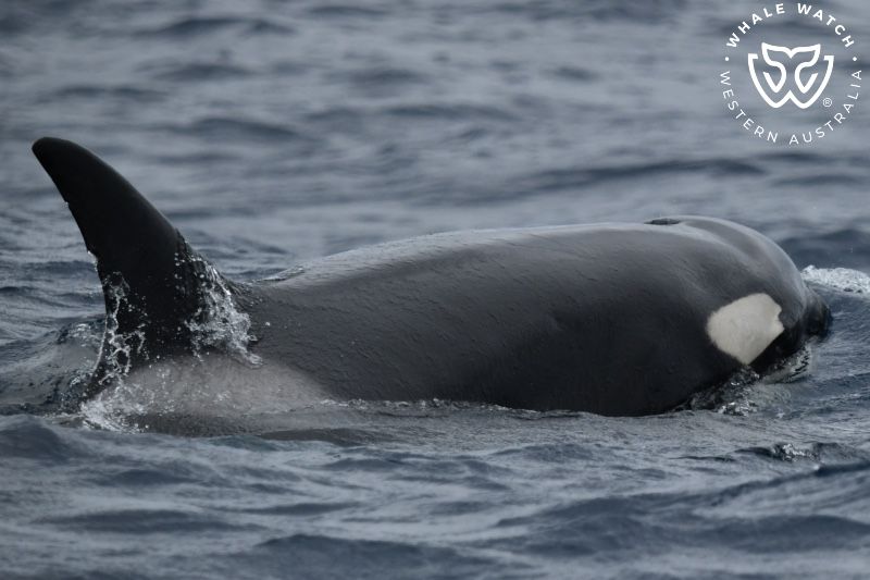Whale Watch Western Australia