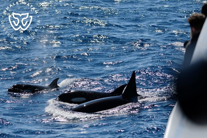 Whale Watch Western Australia