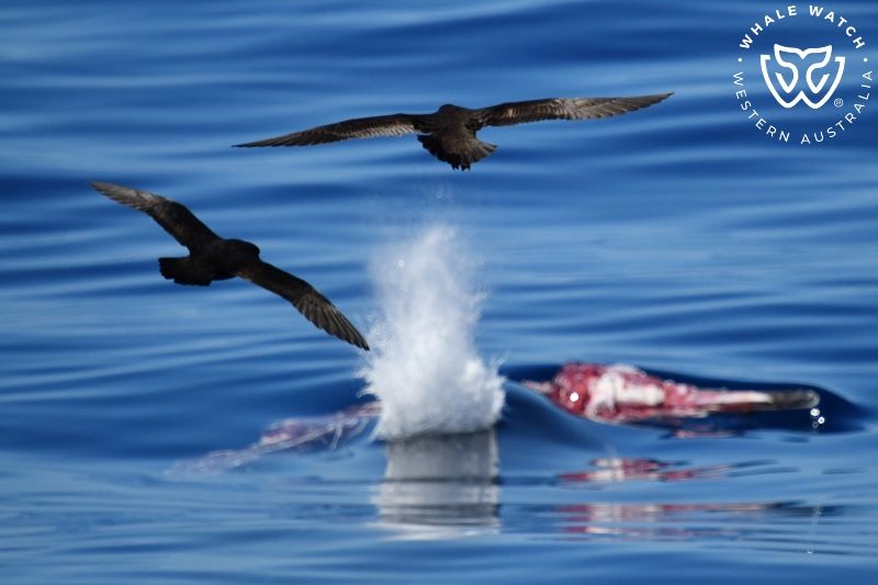Whale Watch Western Australia
