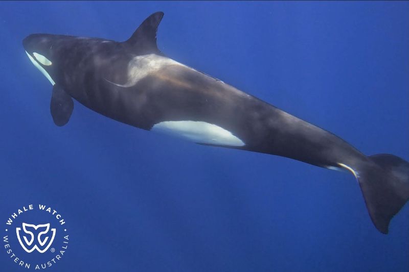 Whale Watch Western Australia