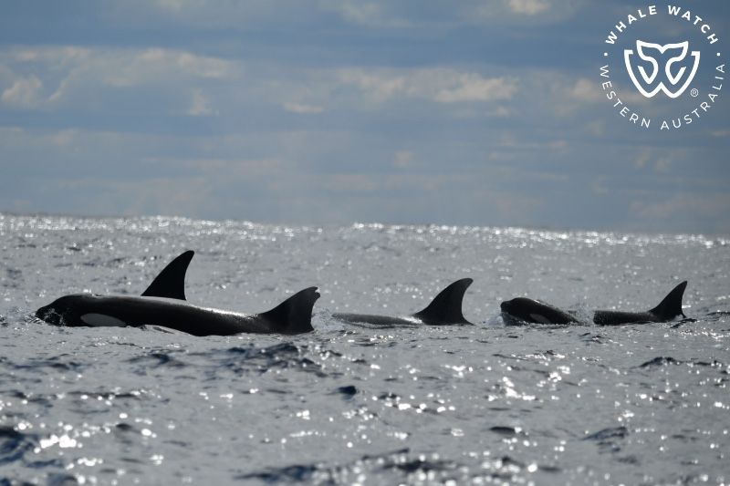 Whale Watch Western Australia