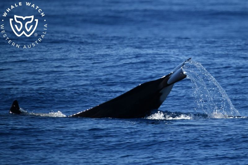 Whale Watch Western Australia