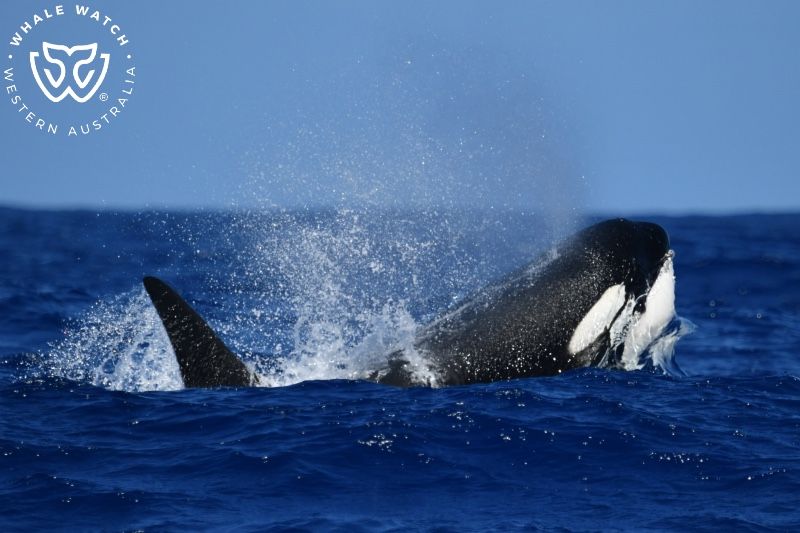 Whale Watch Western Australia