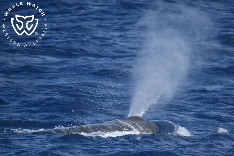 Whale Watch Western Australia