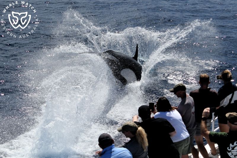 Whale Watch Western Australia