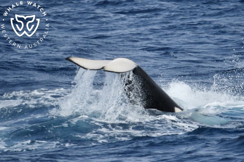 Whale Watch Western Australia