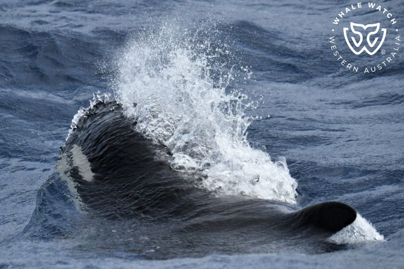 Whale Watch Western Australia