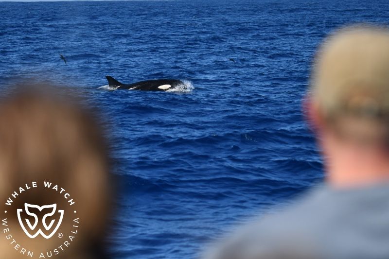Whale Watch Western Australia