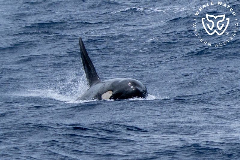 Whale Watch Western Australia