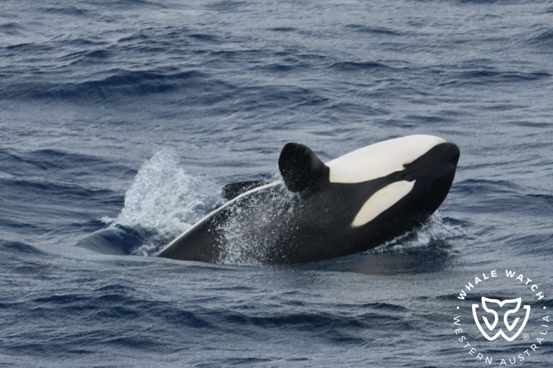 Whale Watch Western Australia