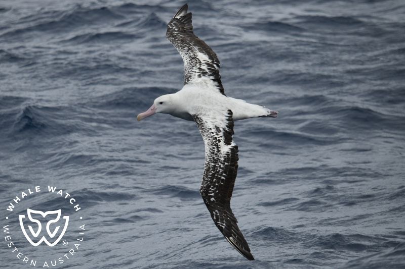 Whale Watch Western Australia