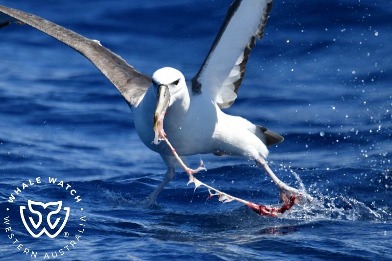 Whale Watch Western Australia