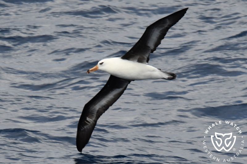 Whale Watch Western Australia
