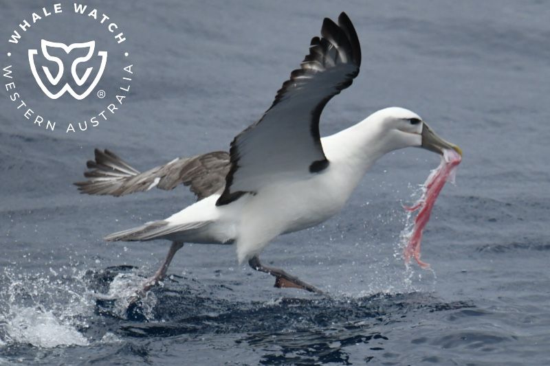 Whale Watch Western Australia