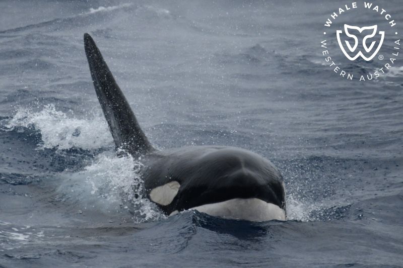 Whale Watch Western Australia