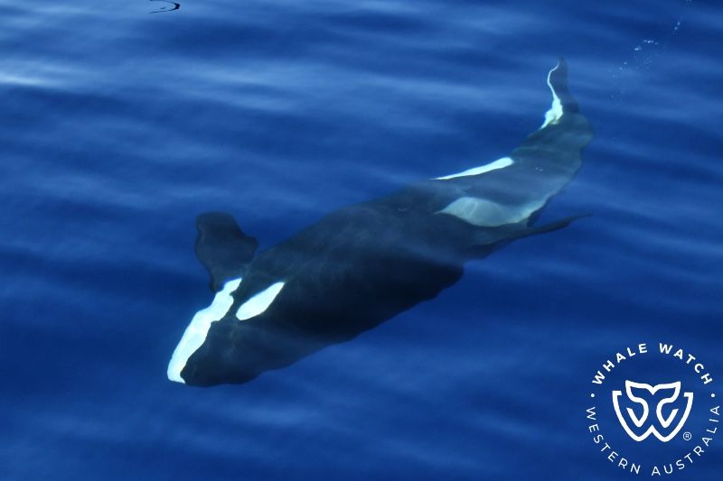 Whale Watch Western Australia