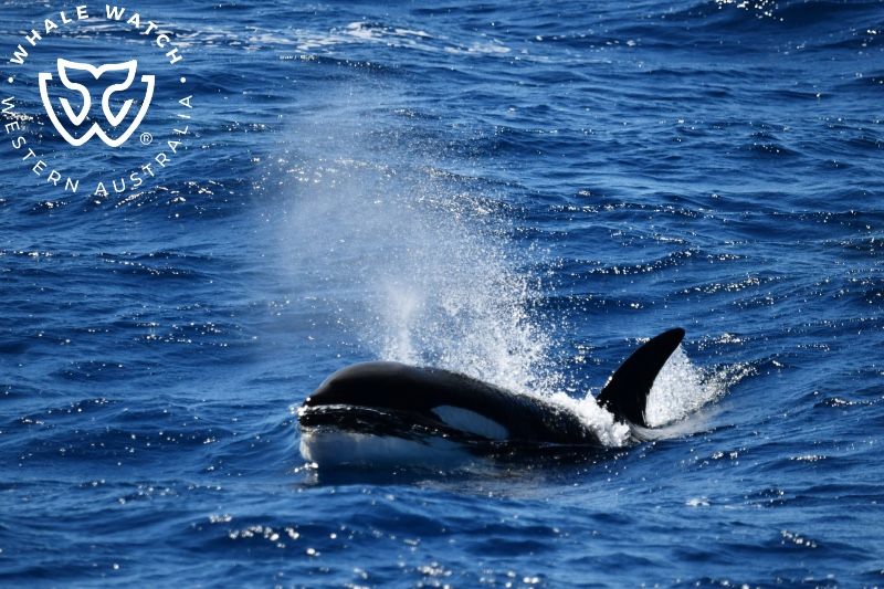 Whale Watch Western Australia