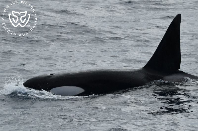 Whale Watch Western Australia