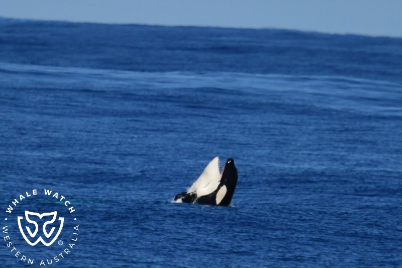 Whale Watch Western Australia