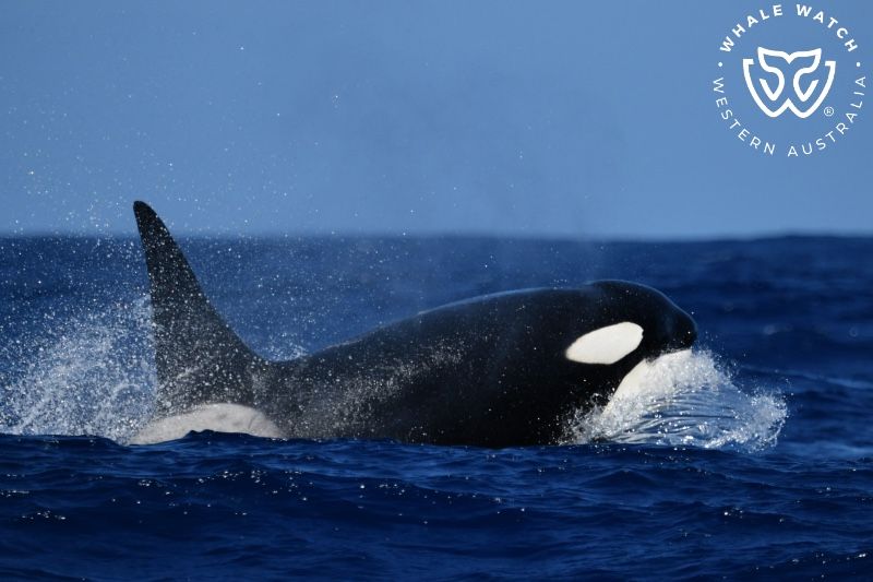Whale Watch Western Australia