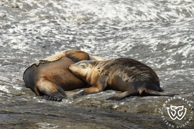 Whale Watch Western Australia