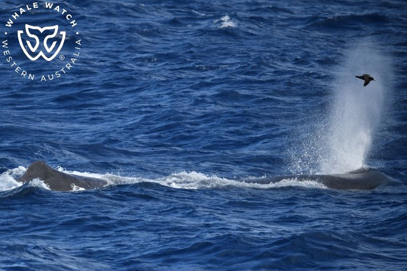 Whale Watch Western Australia