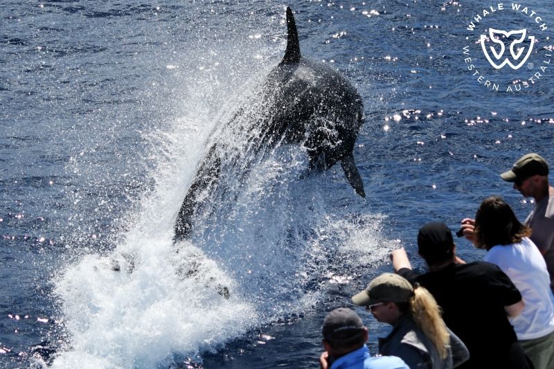 Whale Watch Western Australia