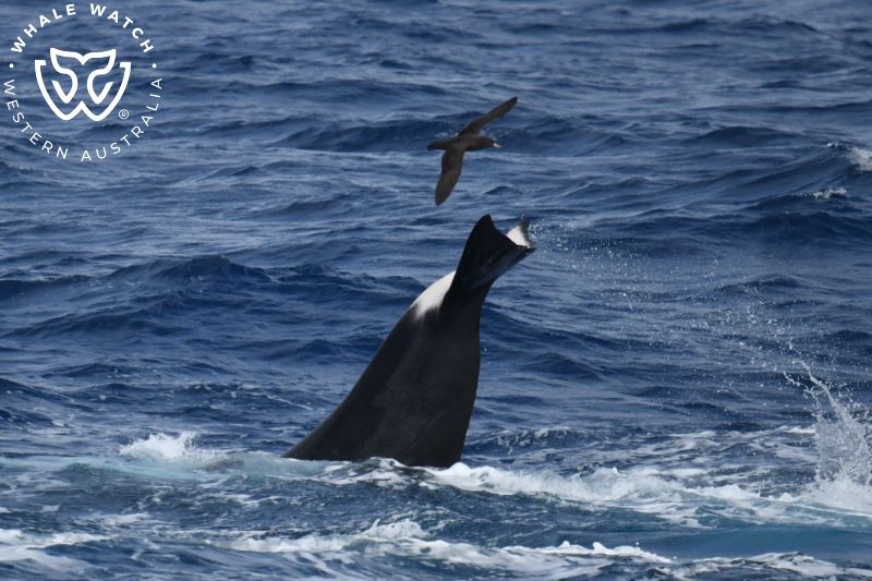 Whale Watch Western Australia