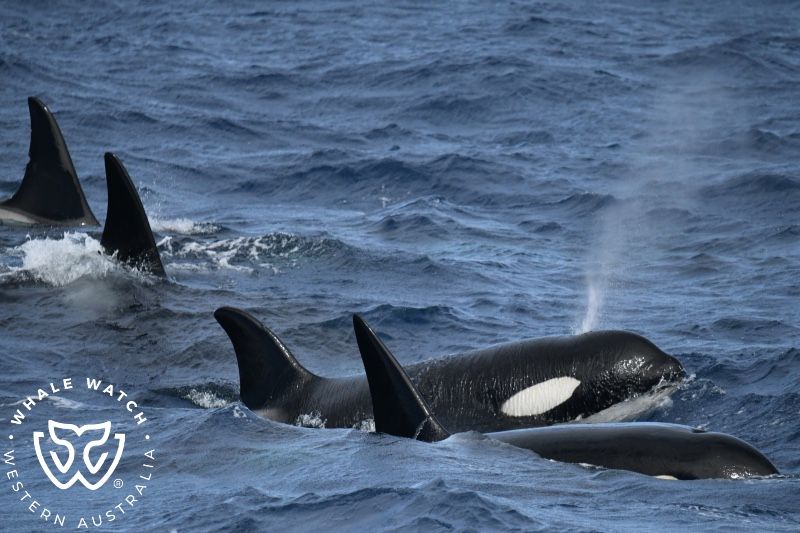 Whale Watch Western Australia