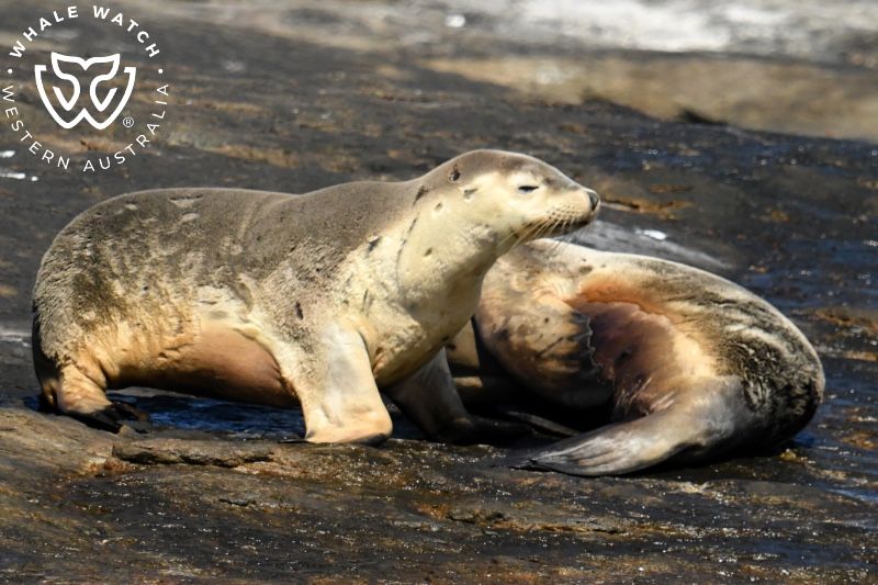 Whale Watch Western Australia