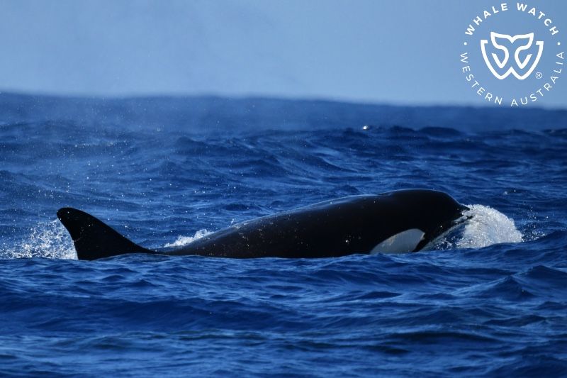 Whale Watch Western Australia