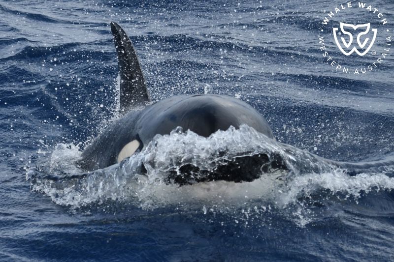 Whale Watch Western Australia