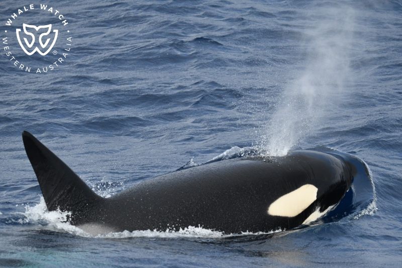 Whale Watch Western Australia