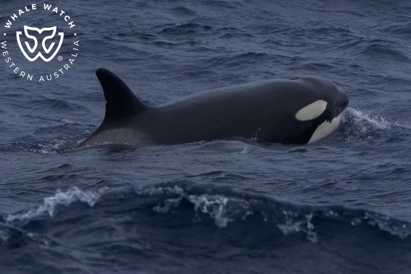 Whale Watch Western Australia