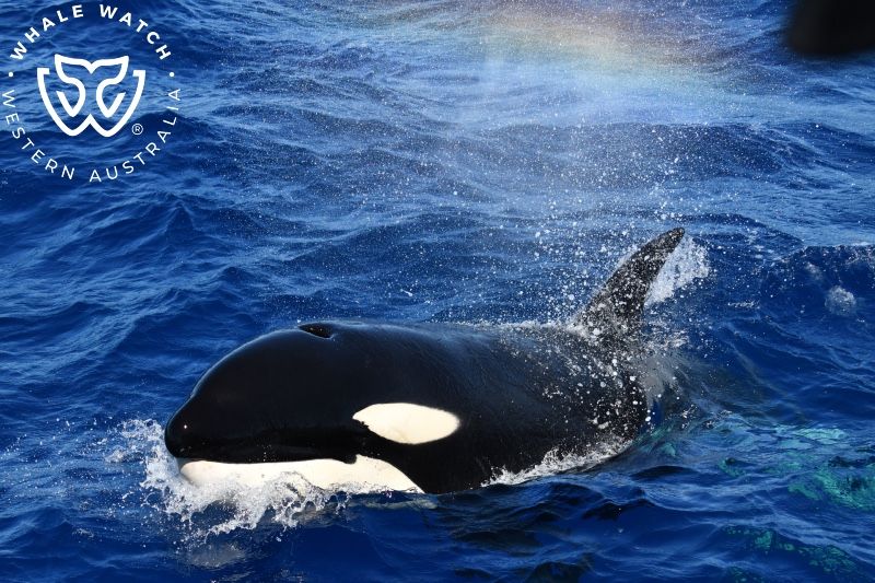 Whale Watch Western Australia