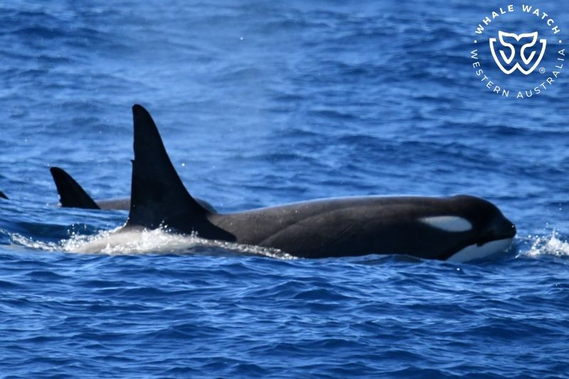 Whale Watch Western Australia