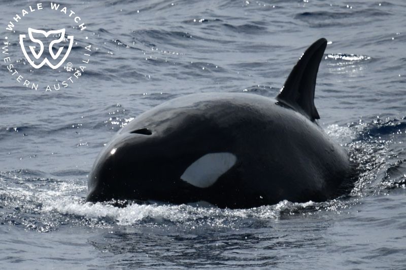 Whale Watch Western Australia