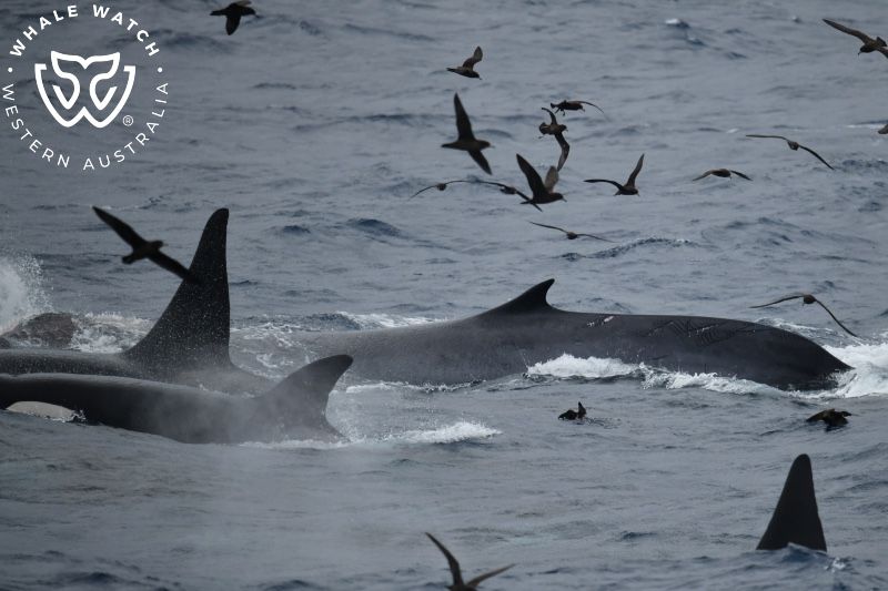 Whale Watch Western Australia